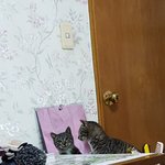 [고양이] 28층 아파트에서 119에 구조된 얼음왕자 쁘돌이의 마음을...