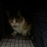 [고양이] 태비 닭가슴살성애묘 일초에게 평생 닭가슴살 조공해주실...