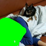 강아지 혹은 반려동물 키우시려는 분에게...