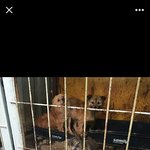 순천유기견위탁보호소(1)