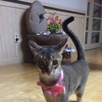 [고양이] [꾸꾸와<b>엘사</b>] 꾸꾸이야기