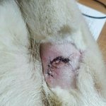 저희집 허스키가 (광교 <b>호수</b>공원)에 가서 물렸어요