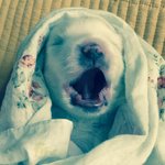 [10일강쥐] 우리집<b>꼬물</b>이배불뚝이찬이