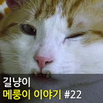 [메룽이집사] 길냥이 메룽이 이야기 #22