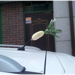 [재밌는사진] * 자동차 <b>위에</b> 뭐지?? *