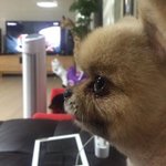 <b>추억</b> <b>속</b>에 젖은 강아지들