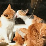 <b>니랑</b>키스신찍고싶다 