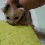 옹이 성장과정^^
