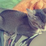 <b>집사</b>들만 아는 고양이 식빵
