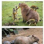 [유머판] 친화력 <b>만렙</b>인 동물