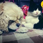 강아지와 고양이가 사는 이야기