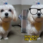 [강아지] 말티즈의 탈을 쓴 비글 똘이 4탄! 잊으신건 아니죠....