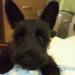 슈나사랑 입니다 (*^o^*)