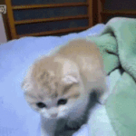 난쟁아 <b>모닝</b>키스하자
