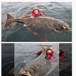 [유머판] 233kg <b>광어</b>