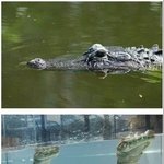 [유머판] <b>악어</b>의 비밀