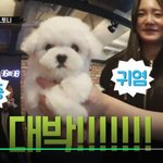 [두런두런] [강아지사랑] 강아지 너무 귀염~ 요즘 즐겨보는 매력티비~~~