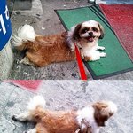 [동물사랑방] 나의 사랑하는 <b>노년</b>견 이야기 2