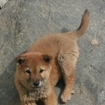 [강아지] 3월 17일 경기도 광주 신현리에서 없어진 강아지를 찾습니다...