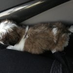 우리 가족 시<b>츄</b> 라떼를 소개합니다^^