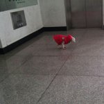 [조카<b>급</b>해] <b>강아지</b> 치일꺼 같아서 데리고왔는데ㅜㅜㅜㅜㅡ