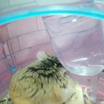 [댓글부탁해] 우리집<b>햄스터</b>;;