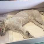 무마취 <b>미용</b> 후 하늘나라로 갔습니다.