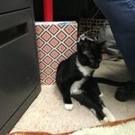 [포캣몬] 하반신이 마비되었지만 사랑스러운 고양이 '다샤'