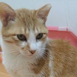 [고양이] 두번의 파양을 겪은 제시카의 마지막 가족이 되어주세요...