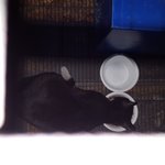 [고양이] 살기 위해 미용실을 찾아 들어간 턱시냥 향단이에게 새로운...