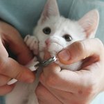난쟁아 <b>손톱</b>깍자~