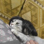 [고양이] 꽃냥이들