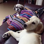 래브라도리트리버 양순이