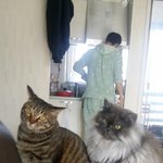 [고양이] 78일째 육아 육묘