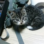 울집 귀염둥이 <b>명자</b>