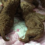 [강아지] 우리집 강아지들