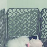 [강아지] 우리 삐짐이 <b>흰자</b>~~