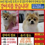 [<b>도움</b>급함] 사랑으로 키워 온 저희 강아지를 아빠가 저희 몰래 버렸습니다...