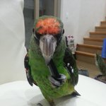 <b>개새</b>??모모를소개합니다