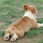 다리가 짧아 더 귀여운 <b>웰시</b>코기