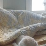 [고양이] 안타까운 사진발5
