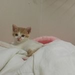 나의 동거남 도칠이와의 일년