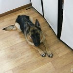 [셀프미용] 강아지 셀프미용 했어요~~ ^ㅇ^