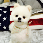 [강아지] <b>포</b><b>메</b> 털 길이 따른 스타일 변화