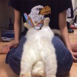 집사한테 <b>항복</b>한 고양이