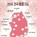 벚꽃 <b>개화</b>시기랭