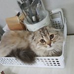 [고양이] 내 마음을 움직인 고양이(사진추가)