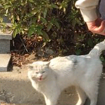 [고양이] 이 고양이 기분상태가??