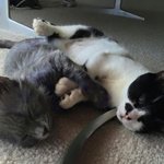 [포캣몬] 보라색 고양이 '<b>스머프</b>'의 근황