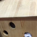 [동물사랑방] 겁이 많은 <b>하치</b> 2탄이에요~